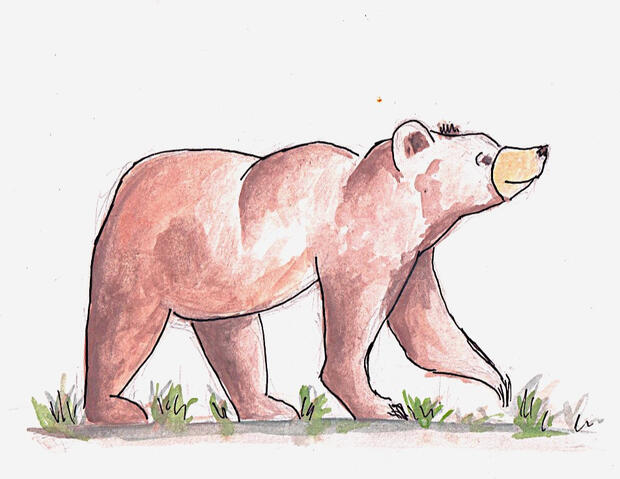 The bear